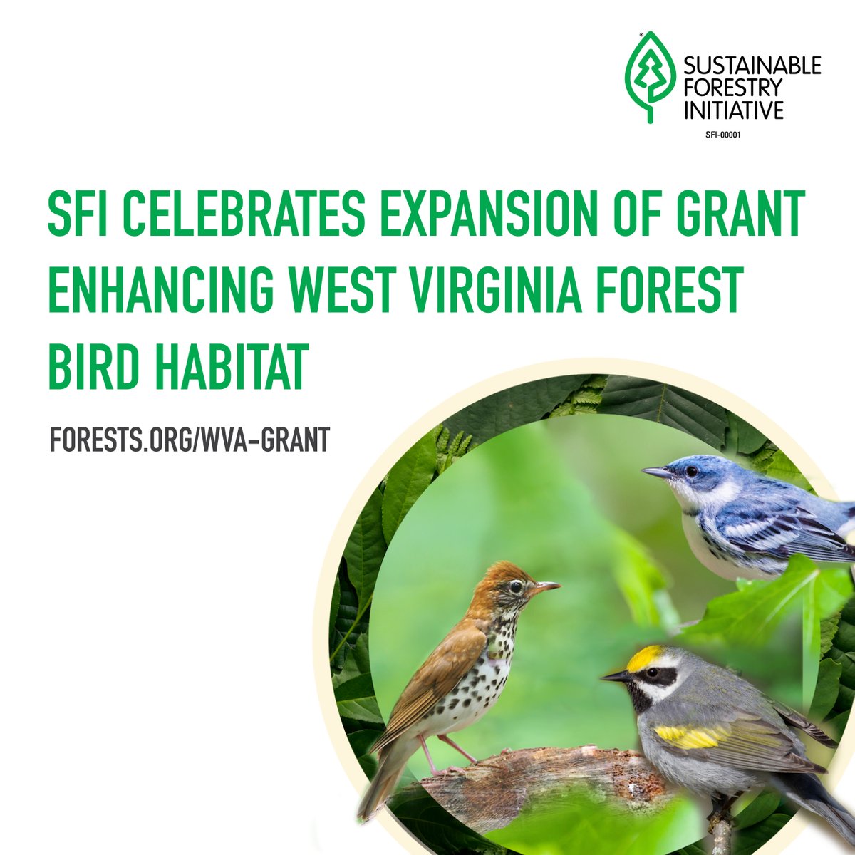 SFI is pleased to announce a grant award from @NFWFnews to continue and expand work focused on three at-risk birds, working with partners to expand engagement and outreach efforts to help forest owners enhance their habitat. Forests.org/wva-grant