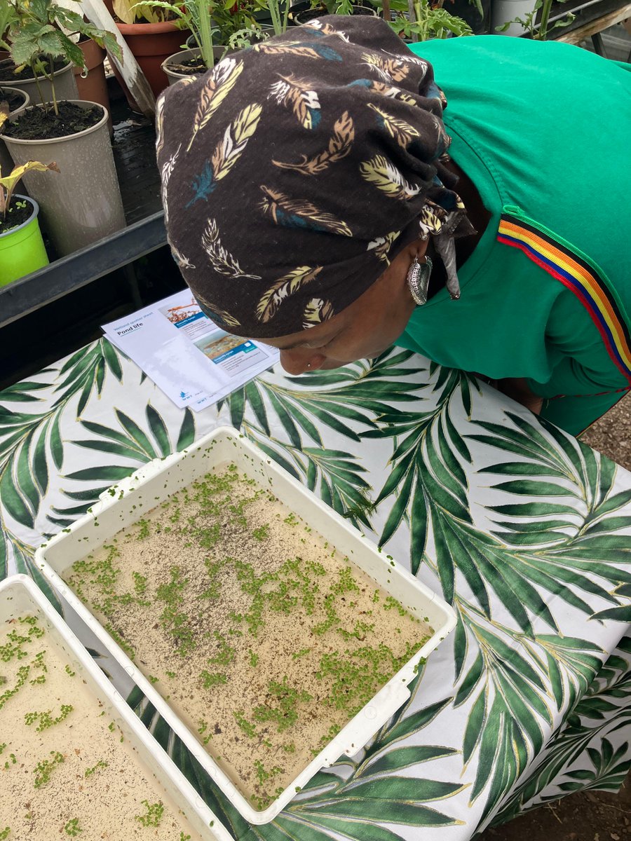 froglifers's tweet photo. Our #WildTimes #dementia friendly group in #Clapham has been enjoying some #pond dipping. 

They found the usual suspects: pond snails, water louse &amp; freshwater shrimps. The site is also home to many common frogs &amp; toads.

@BandstandBeds https://t.co/WKHGZw7lsa