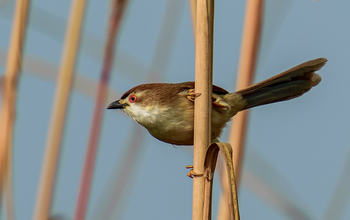 Yellow-eyed Babbler
Yellow-eyed???
#NatureBeauty #TwitterNatureCommunity #BirdTwitter #BirdsOfTwitter #birdwatching #birding #birdphotography #birds #nature #ThePhotoHour #aves #IndiAves #wildlife #NaturePhotography #wildlife #wildlifephotography #birdfashion #amazingbirds…