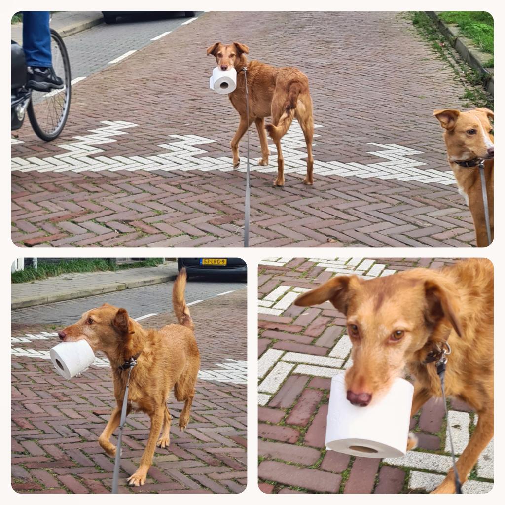 Tobias is zo'n nette hond 😂
#dog_tobias #podenco #malaga #dog #dogsofinstagram #instapodenco #rescuedog #rescuedogsofinstagram #doglovers #podencoworld #podenco #tweehondjesgeluk #twodogshappiness #wcpapier #readyforcamping