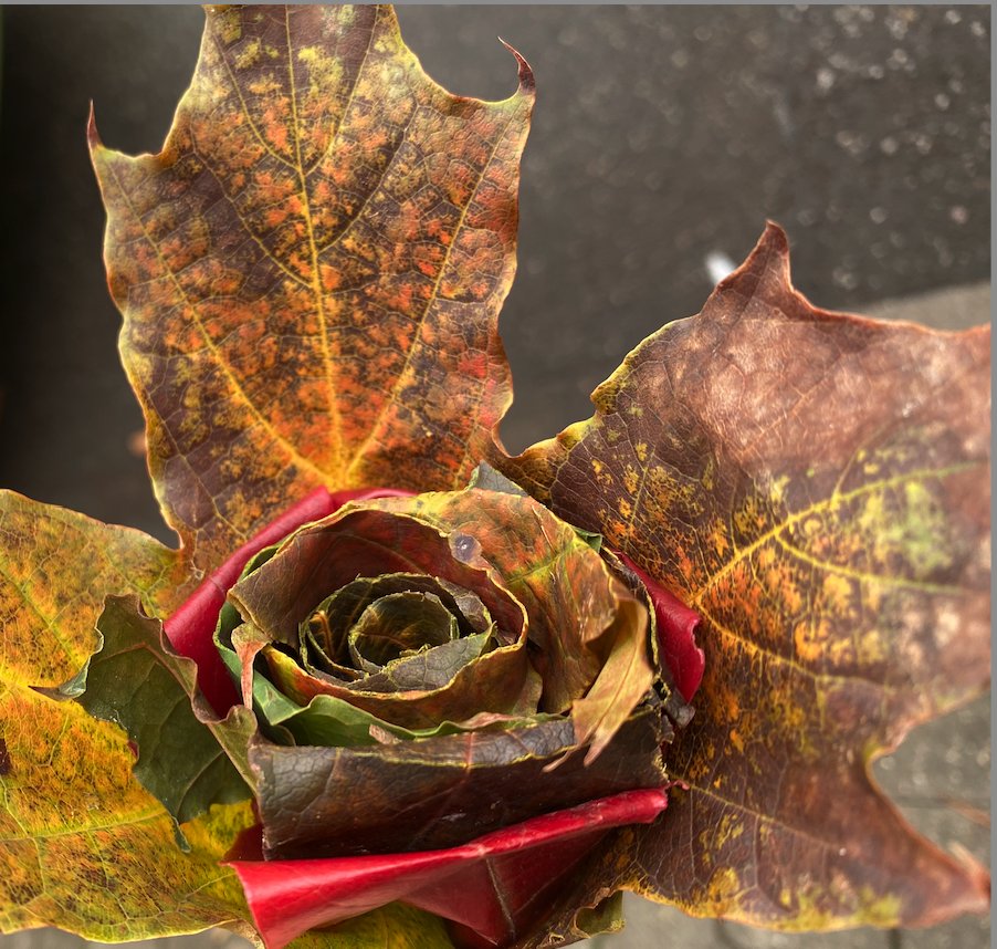 'Start where you are, use what you have, do what you can'- Arthur Ashe
I hope you’re having a good Wednesday so far. Tomorrow is #Thanksgiving .
#WednesdayMotivation #leaf #fallvibes
#wednesdayvibe #RoseWednesday