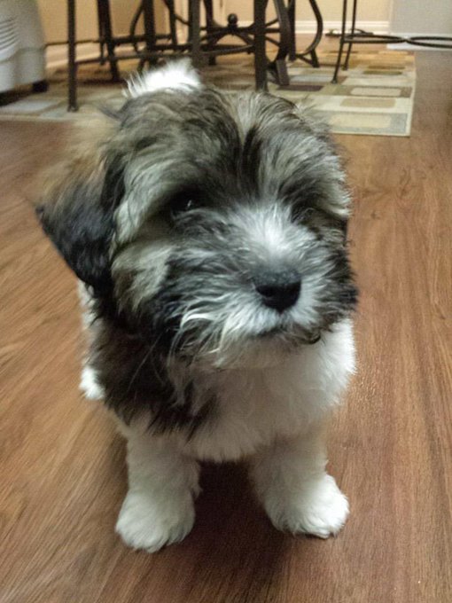 Yesterday was a rough day. We had to put down Minnie. She was originally my dog but when I moved back<a href="/tag/superherocostume"class="tags"><span>#superherocostume</span></a><a href="/tag/dressupfun"class="tags"><span>#dressupfun</span></a><a href="/tag/indecisivemome"class="tags"><span>#indecisivemome</span></a>