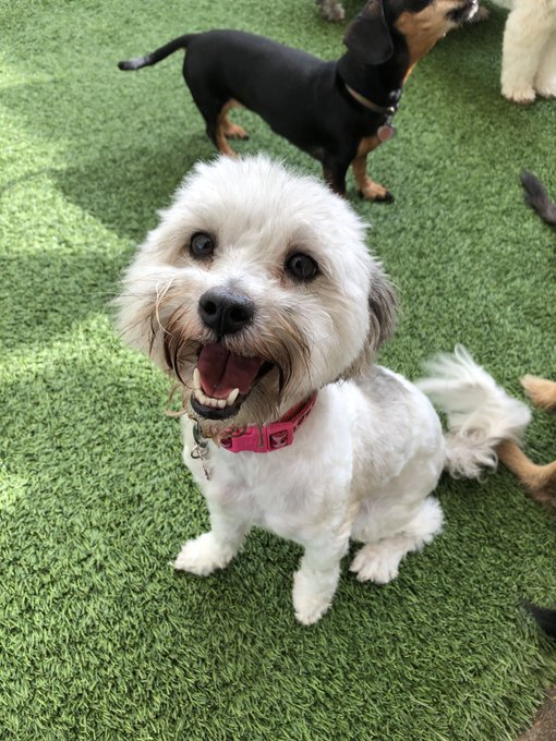 Yesterday was a rough day. We had to put down Minnie. She was originally my dog but when I moved back<a href="/tag/superherocostume"class="tags"><span>#superherocostume</span></a><a href="/tag/dressupfun"class="tags"><span>#dressupfun</span></a><a href="/tag/indecisivemome"class="tags"><span>#indecisivemome</span></a>