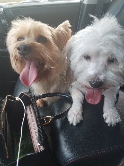 Yesterday was a rough day. We had to put down Minnie. She was originally my dog but when I moved back<a href="/tag/superherocostume"class="tags"><span>#superherocostume</span></a><a href="/tag/dressupfun"class="tags"><span>#dressupfun</span></a><a href="/tag/indecisivemome"class="tags"><span>#indecisivemome</span></a>