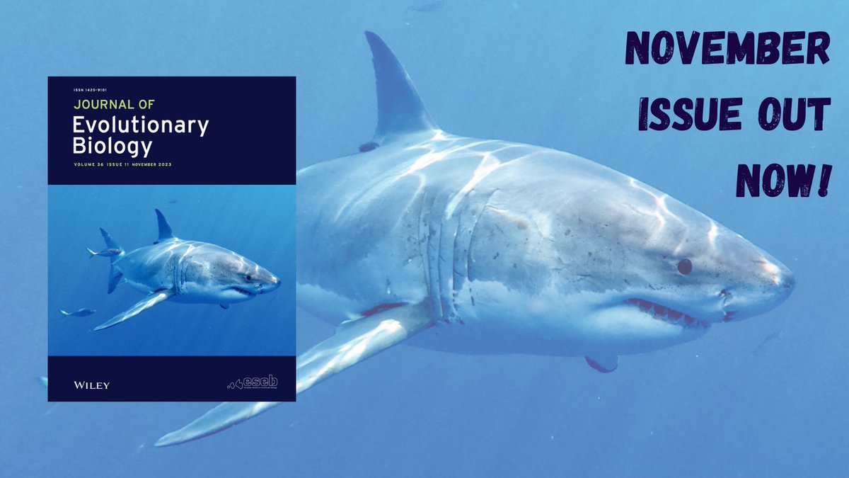 Lots going on in this month's issue of <a href="/JEvBio/">Journal of Evolutionary Biology</a> 🤩

First up - our #coverstar is a migrating #greatwhiteshark (Carcharodon carcharias)
📸Dávid Mucsi

Read more about the evolution of reproductive modes in this species by @GergelyKatona_ et al. 👉

onlinelibrary.wiley.com/doi/10.1111/je…