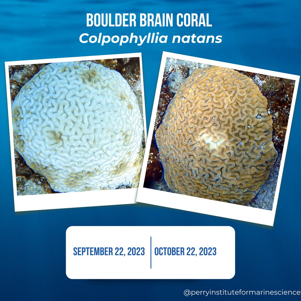 perryinstitute's tweet photo. Can corals recover from #bleaching? The short answer- yes. The extreme water temperatures recorded this summer are falling &amp; the ghost white corals are regaining their vibrant colors. Although this is a promising sign, it only marks the beginning of their long journey to recovery https://t.co/F6ya3vIcUS