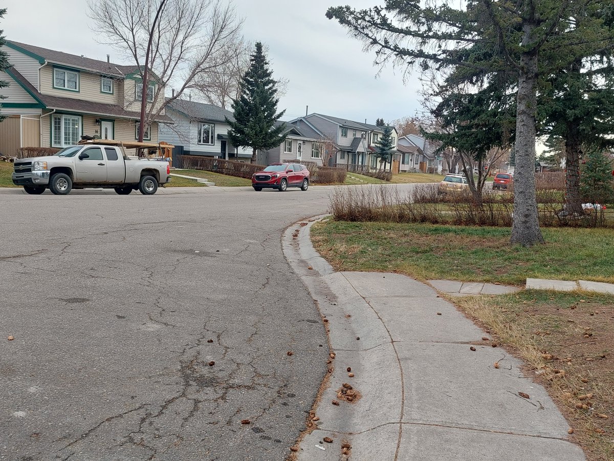 WalkingCalgary's tweet photo. Decided to get out for our daily exercise regimen a little earlier than normal to try beat the snow that was being predicted for the late morning. Almost finished our 3.00 km walk in #Falconridge before any flakes started falling from the sky.
https://t.co/vBsmBJc0Mv
#Calgary https://t.co/knniW5vT6k