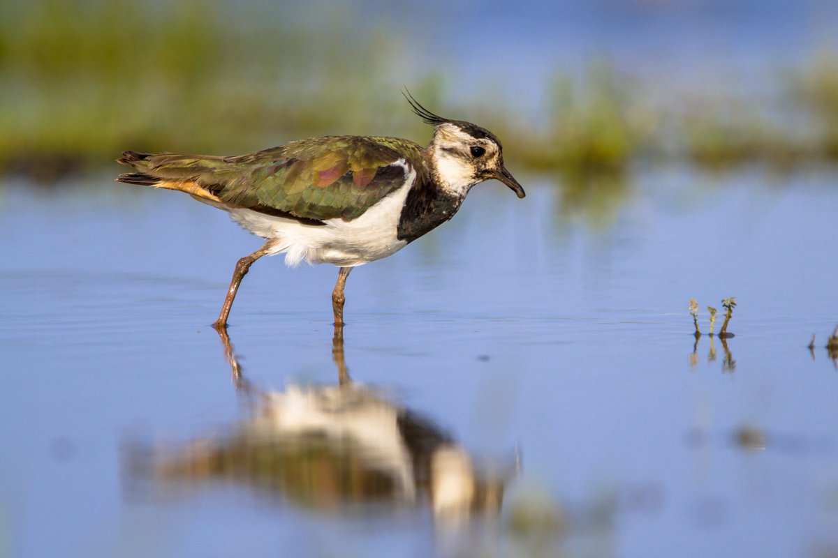 Many water birds rely on high quality, clean water wetlands, with autumn seeing waders and waterfowl flocking to freshwaters. We're improving habitats for water birds by reducing water pollution and creating and restoring wetland habitats. bit.ly/47mA9c7