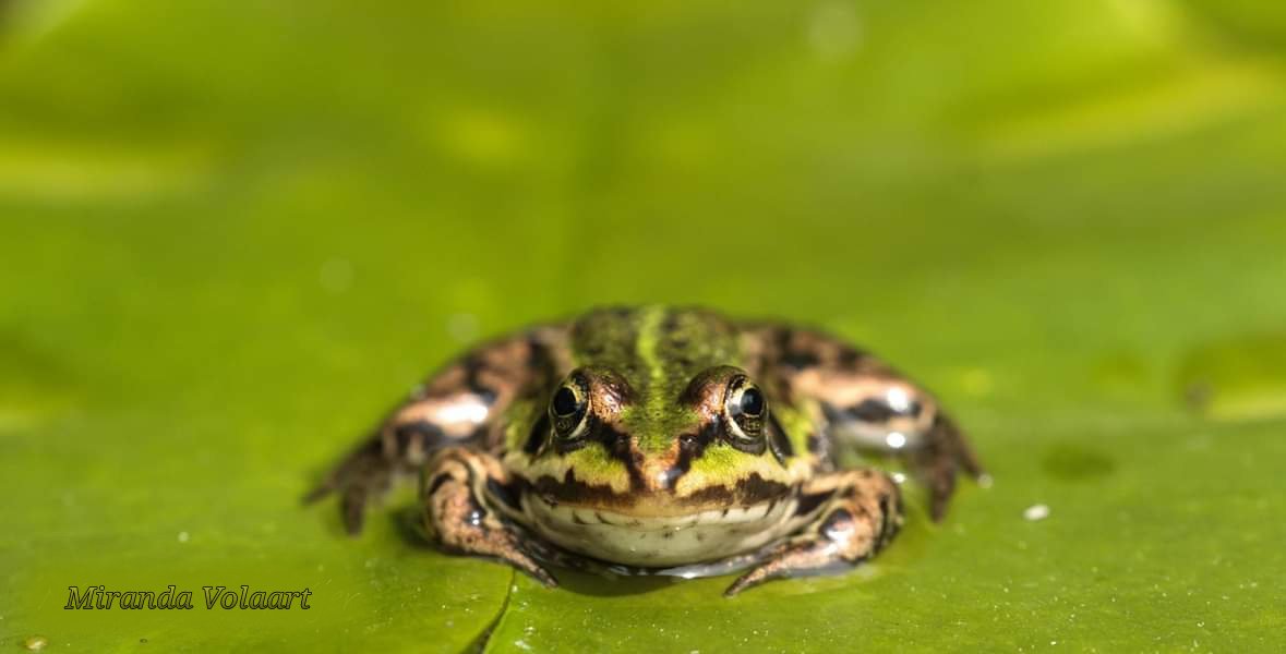 Mn stem uitgebracht voor mijn mede aandeelhouders in de natuur!