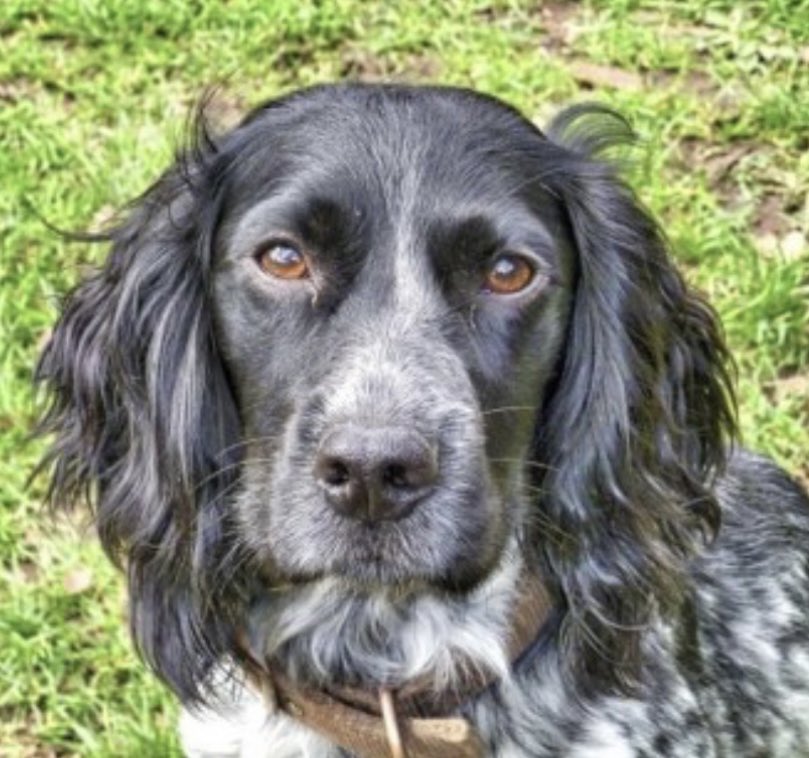 rosieDoc2's tweet photo. #SpanielHour
ONLY JUST REGISTERED
ELDERLY PANDA missing #Erpingham #NORFOLK (on #farm near church & surrounding fields) #NR11 8/10/23
Female Blk&wh #CockerSpaniel
Tagged & spayed
STONE DEAF/FRIENDLY/BARKS FOR ATTENTION, BELONGS TO ELDERLY MOTHER
https://t.co/fUnj4W3N4W https://t.co/LRCrUu0awB
