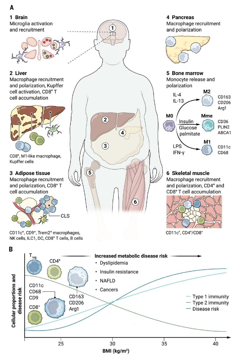 Eric Topol (@erictopol) on Twitter photo An exceptional review of how obesity revs up the immune system and inflammation, including what happens with weight regain
science.org/doi/10.1126/sc… <a href="/ScienceTM/">Science Translational Medicine</a> <a href="/ahasty4/">Alyssa Hasty</a> <a href="/VUMChealth/">Vanderbilt Health</a> An exceptional review of how obesity revs up the immune system and inflammation, including what happens with weight regain
science.org/doi/10.1126/sc… <a href="/ScienceTM/">Science Translational Medicine</a> <a href="/ahasty4/">Alyssa Hasty</a> <a href="/VUMChealth/">Vanderbilt Health</a>