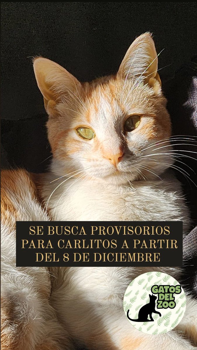 Lubianchi20's tweet photo. Búsqueda especial de Provisorios ♥️

Nuestros provis actuales se van para las vacaciones y necesita hogar temporal para ellos 👇🏻

Si te interesa ayuda a cuidar uno de nuestros rescatados comunícate con @Gatosdelzoo 

Info 👇🏻 @VivireNuevaCba @NvaCbaNoticias @NuevaCbaVENDE https://t.co/rMaBG6y1bD