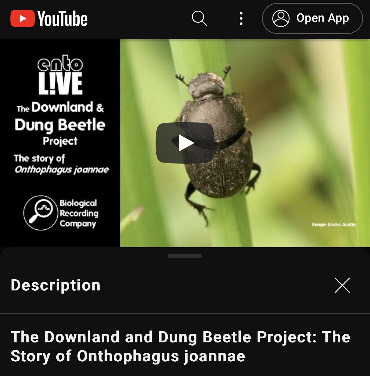 Great to join @KeironDBrown on #EntoLive a give a quick summary of over 2 decades of work that started as a dung beetle passion & became a landscape scale restoration project… 
youtube.com/watch?v=1xHYg2…