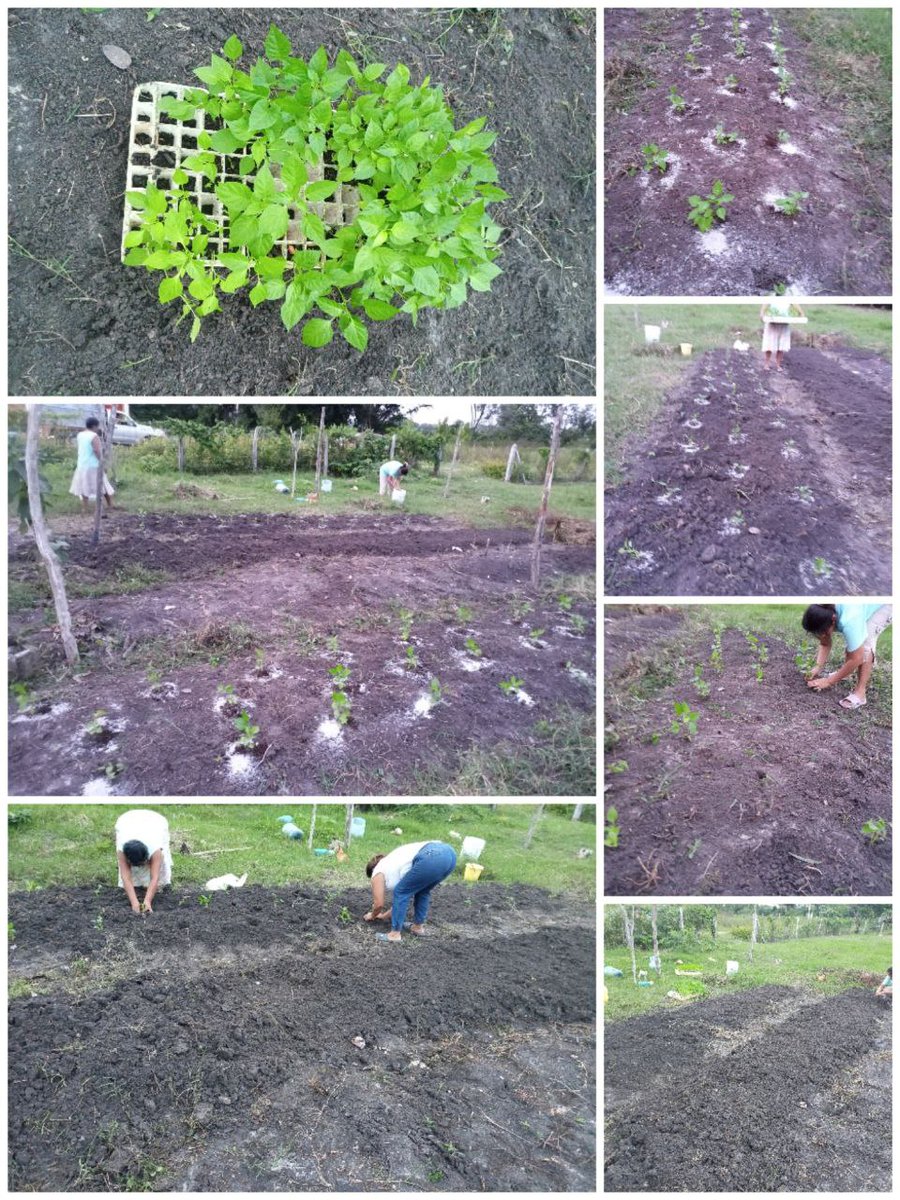 EATCampeche's tweet photo. En la #eca de la comunidad de nuevo Pital,se realizó la siembra de cilantro,calabaza larga,y se trasplantó plantula de chile habanero,chile morrón,chile ixcatic, reactivando el huerto de la escuela de Campo #ProducciónParaElBienestar #ProducirParaComer #AutosuficienciaAlimentaria https://t.co/iSpLZTs6F3