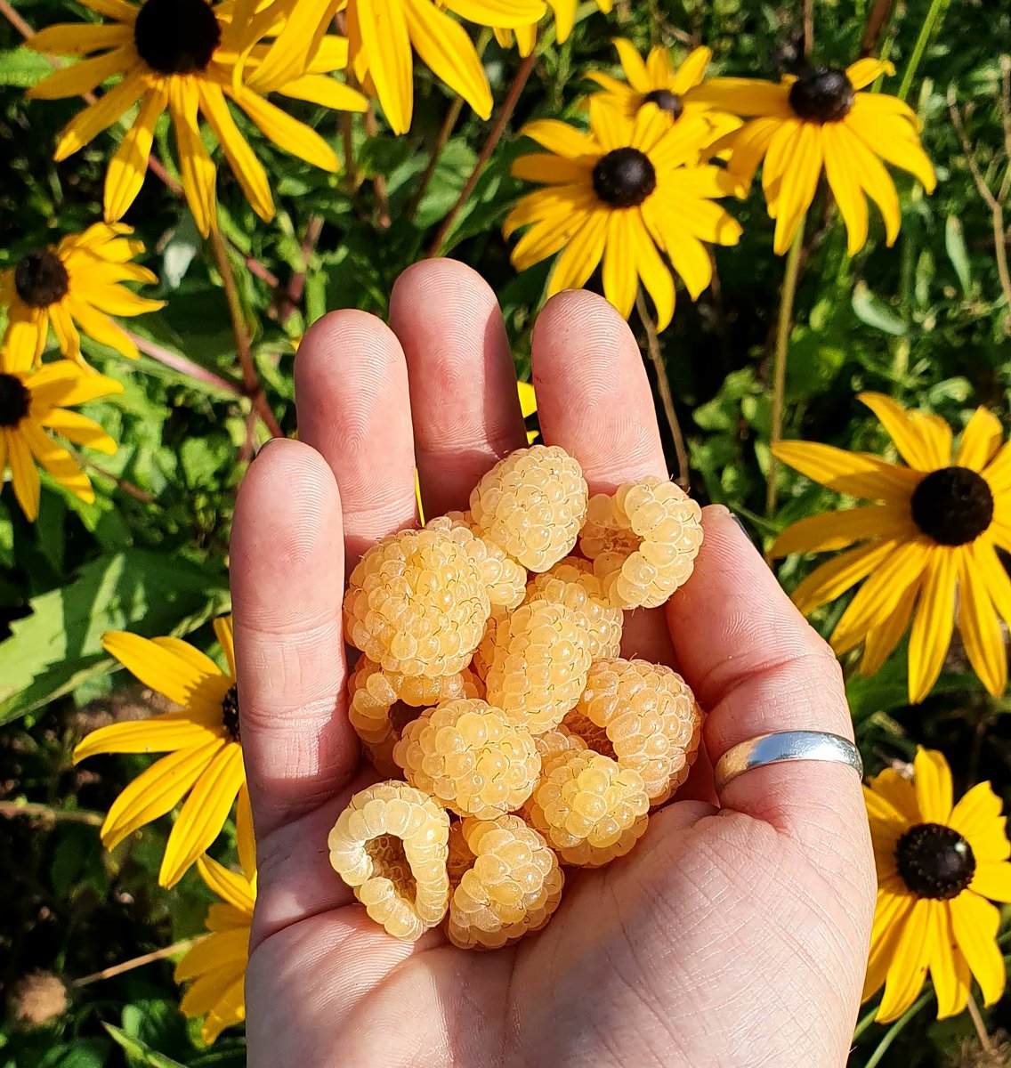 Drop something yellow from your gallery 💛 
Yellow 'Fallgold' raspberries and rudbeckia 😍
#GardeningX #GardeningTwitter