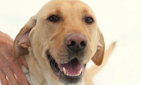 All dogs are susceptible to ear infections, but breeds with droopy ears (#Bloodhound) or long hair (#EnglishSheepdog) seem to have the most problems! Here are common causes of #earinfections in dogs, and how you can treat them! 🐾

vcahospitals.com/know-your-pet/…