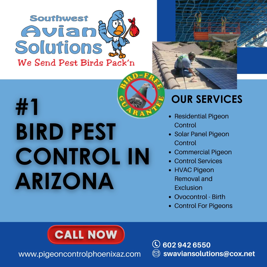 SWAvianSolution's tweet image. #1 Bird Pest Control in Arizona! 🏆 Residential, commercial, and specialized services. 

Call now to reclaim your space! 🕊️📞 

#PigeonControl #ArizonaExperts