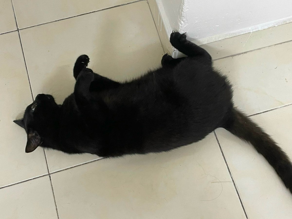 Good night everyone!!!!!!
#AnimalTrailer #BlackCat #BlackCatsAreGoodLuck #こちらは仮のテストです