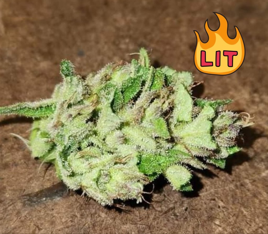 CBRNOIR's tweet image. I'm here as a believer and advocate for cannabis, this community, and improving overall mental health. 
@Cryptoscallywag thank you for this great rundown. 😁❤️ #RuthlessRiches #GotWeed @RR_Innovator