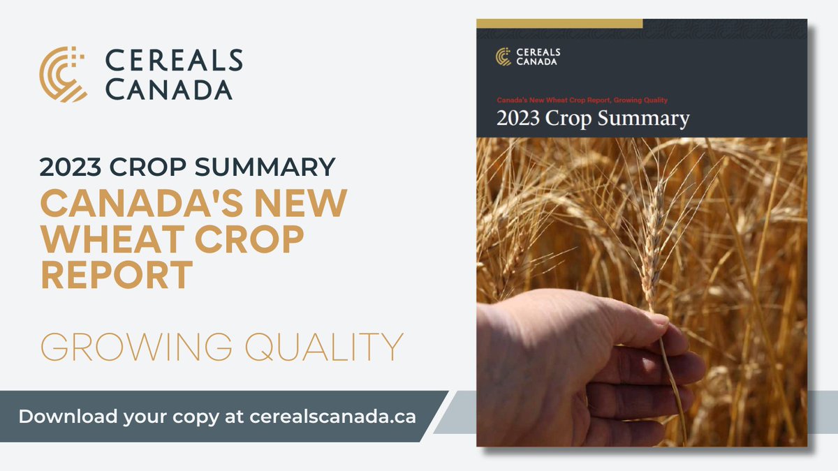 Cereals Canada has released the 2023 New Wheat Crop Report, providing a quality and functionality update to domestic and global customers of Canadian #wheat. Learn more and download the 2023 Crop Summary at cerealscanada.ca/canada-release…