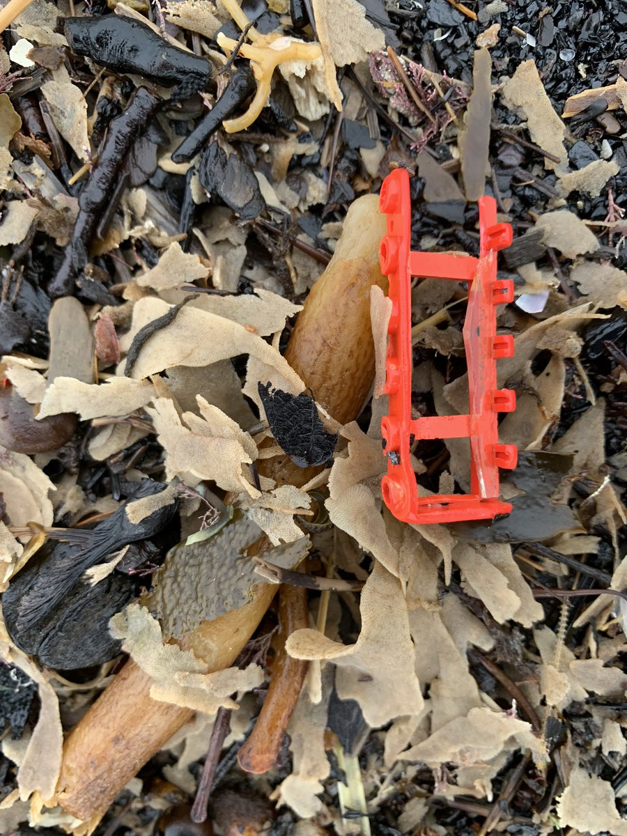 jaq421's tweet image. Odd finds today a 🦕 @WebbyJamesHere  and possibly Lego @LegoLostAtSea  a beautiful slipper and a crab nothing to enter for #strangestfinds but funny ones @CornishSpliced