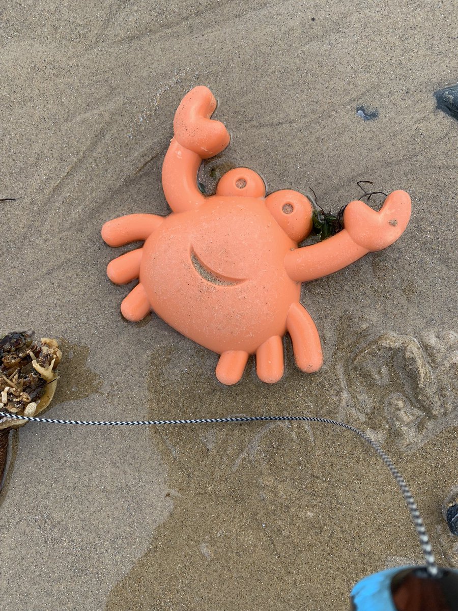 jaq421's tweet image. Odd finds today a 🦕 @WebbyJamesHere  and possibly Lego @LegoLostAtSea  a beautiful slipper and a crab nothing to enter for #strangestfinds but funny ones @CornishSpliced