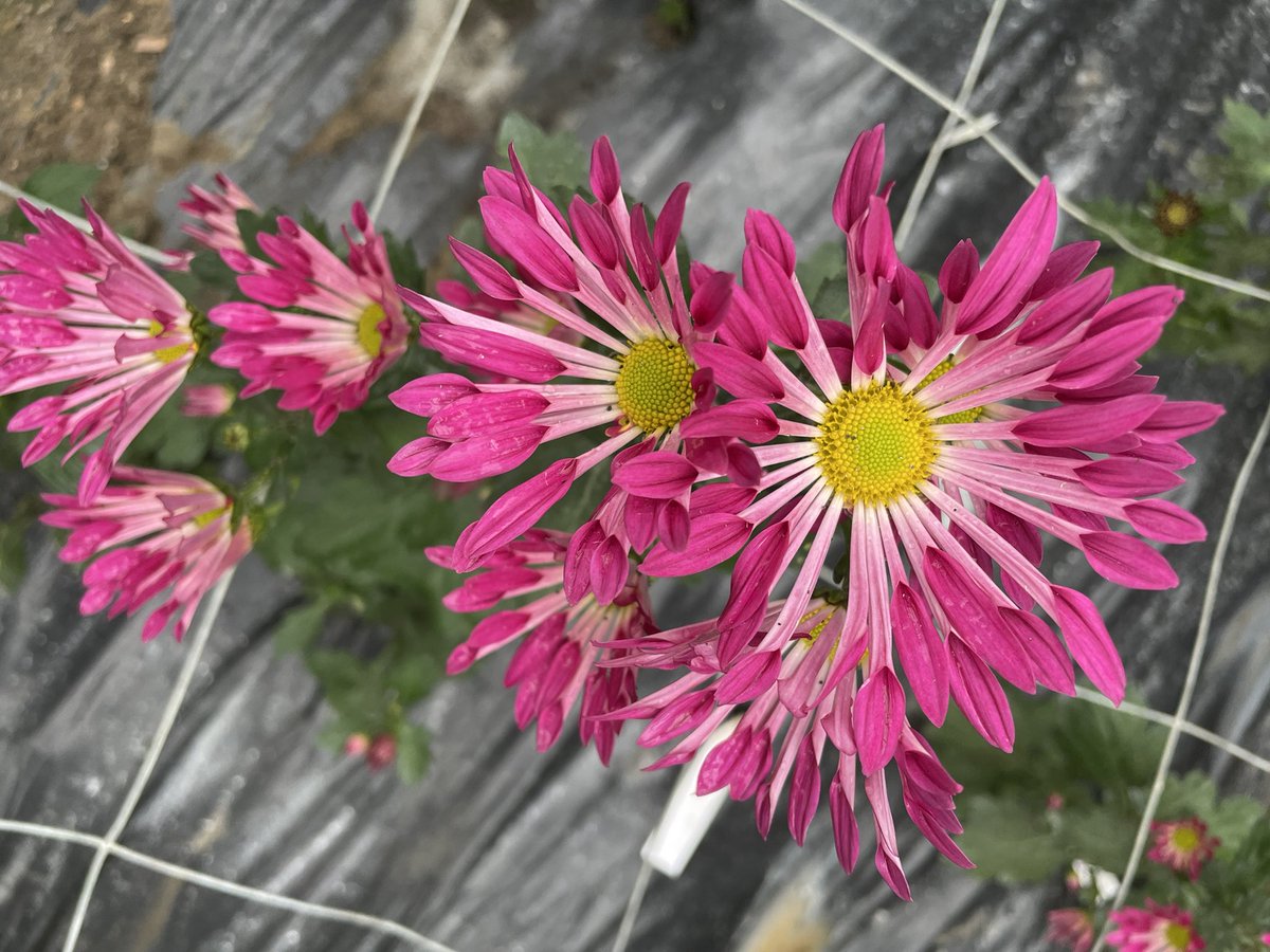 Late spray Chrysanth. 

Useful to pick for colour on late Autumn through early winter days. 

These were planted as plugs mid August

#Chrysanthaday
#GardeningTwitter #flowerphotography
#Flowers 

Chrysanthemum ‘Purple Dance’