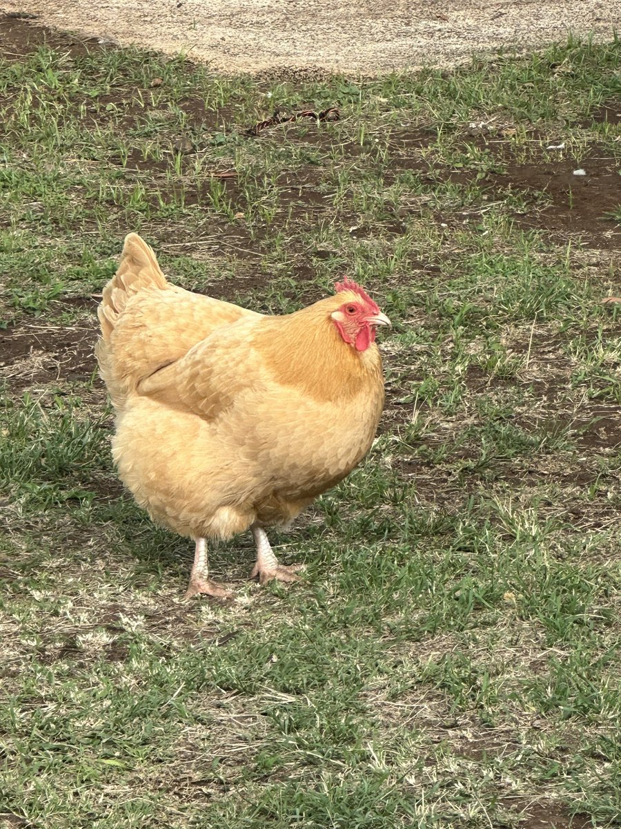 i miss henrietta, the beautiful plump chicken that lives under michael’s parents’ house