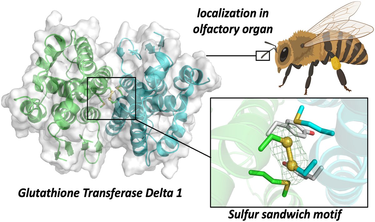 FEBS_Letters's tweet photo. 🐝💤Honey bees have one delta class #GlutathioneTransferase in their antennae: AmGSTD1

🍯#StructureActivity analysis suggests it has #olfactory functions 

🥪Also, find out about the 'sulfur sandwich'–in AmGSTD1

🖊Fabrice Neiers @univbourgogne &amp; team
➡https://t.co/dkUP1gbM6R https://t.co/21GlI04ZOq