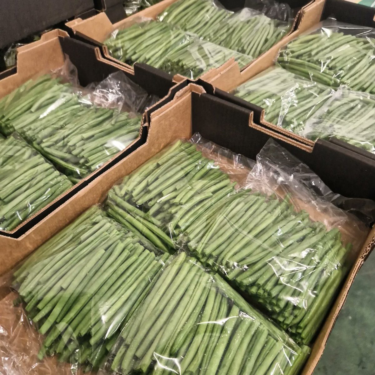 Planetproduce's tweet photo. Check out how fine our Moroccan fine beans are. They are sure to turn heads. We have loose, top and tail and pre-pack beans available. Get in touch with your sales rep today!
#morroco #moroccanproduce #finebean #prepackedbean #topandtailbeans #planetproduce #exoticproduce https://t.co/3d7LU6uizP