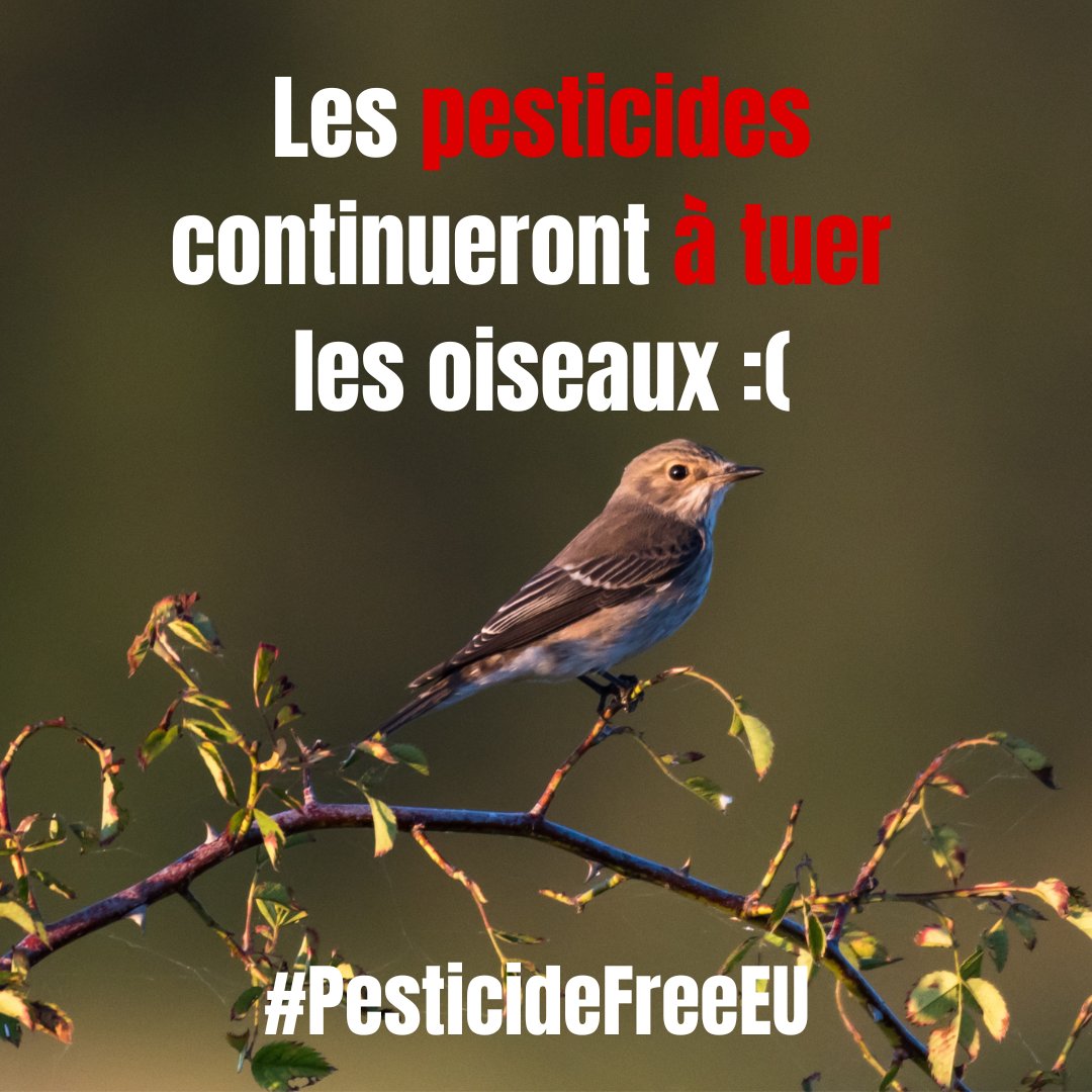 😡 Le Parlement européen @EUparliament vient de REJETER la loi sur la réduction des pesticides, ignorant les demandes de plus d'un million de citoyens inquiets. Les pesticides continueront à empoisonner la nature qui nous nourrit.
#PesticideFreeEU