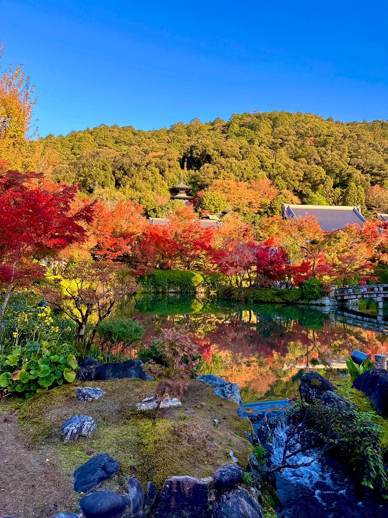maapipi_coco's tweet photo. 京都より秋をお届け致します🍁
素晴らしい紅葉でした☺️
今週が見頃だと思います🍁

#京都
#紅葉
#永観堂
#真如堂
#東寺 https://t.co/WHrs2rSfYC
