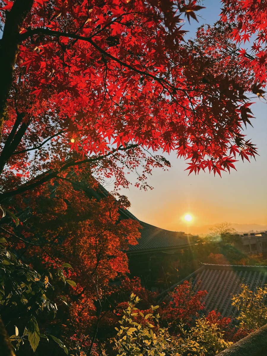 maapipi_coco's tweet photo. 京都より秋をお届け致します🍁
素晴らしい紅葉でした☺️
今週が見頃だと思います🍁

#京都
#紅葉
#永観堂
#真如堂
#東寺 https://t.co/WHrs2rSfYC