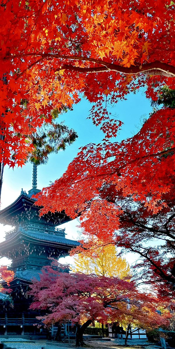 maapipi_coco's tweet photo. 京都より秋をお届け致します🍁
素晴らしい紅葉でした☺️
今週が見頃だと思います🍁

#京都
#紅葉
#永観堂
#真如堂
#東寺 https://t.co/WHrs2rSfYC