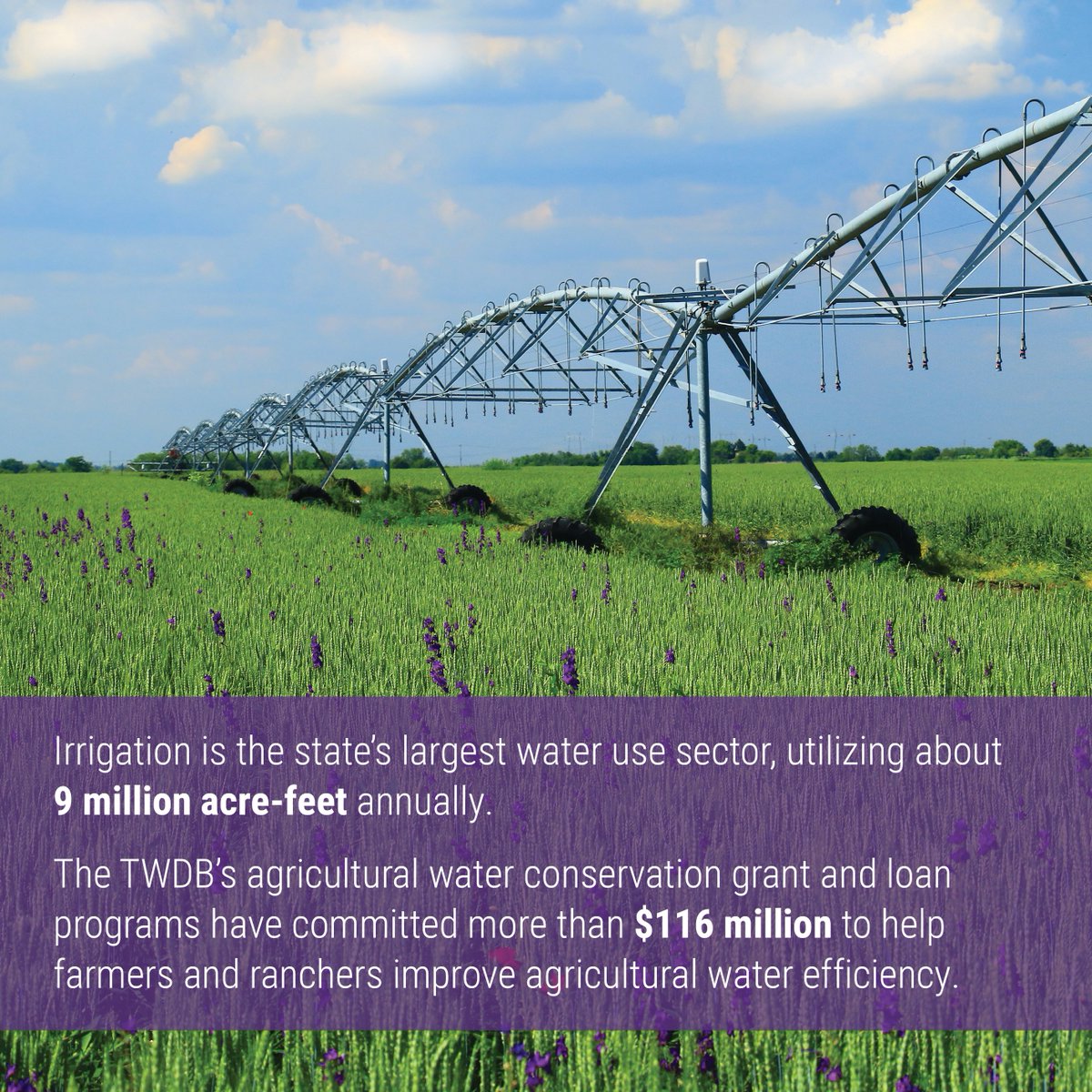 twdb's tweet photo. The Agricultural Water Conservation Grants Program has funded hundreds of projects since its inception in 1985 that have saved thousands of acre-feet of water. For more details and to view previous grant recipients, visit https://t.co/QSDLROtg48.

#txwater #txgrants #txag https://t.co/vJnWocdDmi