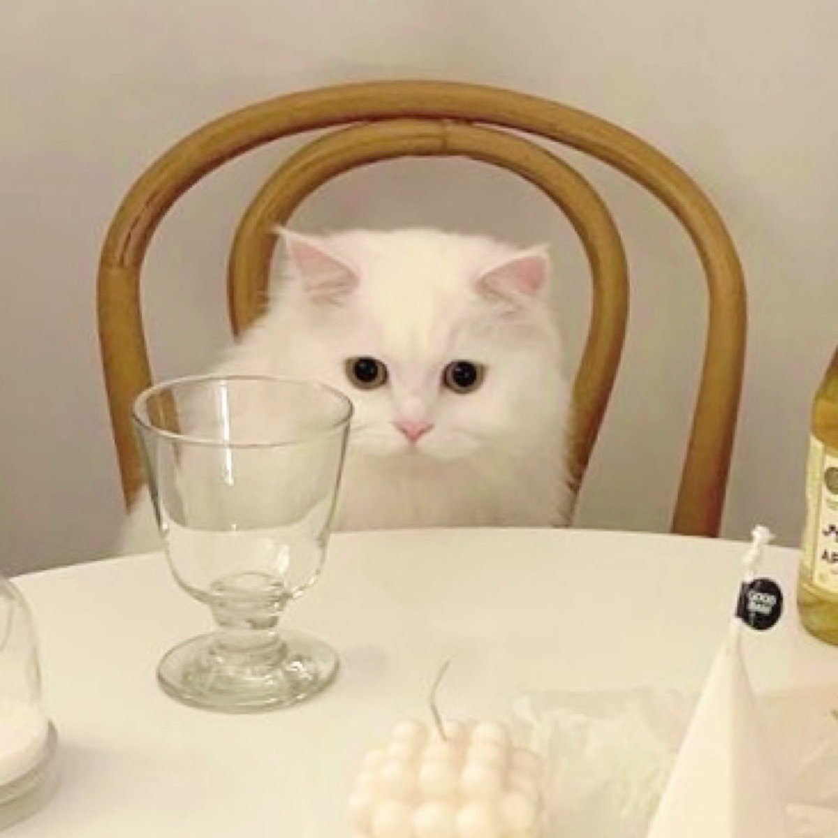 Kittenhwang tweet media