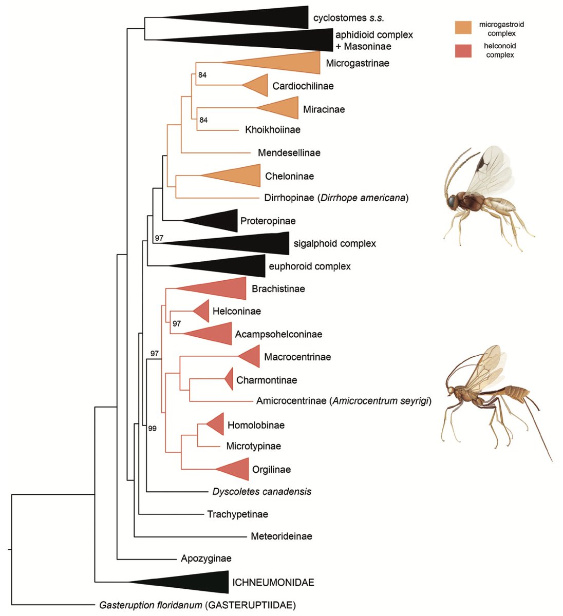New paper out! Have a look at "Phylogenetic affinities of the non-cyclostome subfamilies Amicrocentrinae and Dirrhopinae (Hymenoptera, Braconidae) confirmed by ultraconserved element data"  #Braconidae #parasiticwasps #JHR
Link: jhr.pensoft.net/articles.php?i…