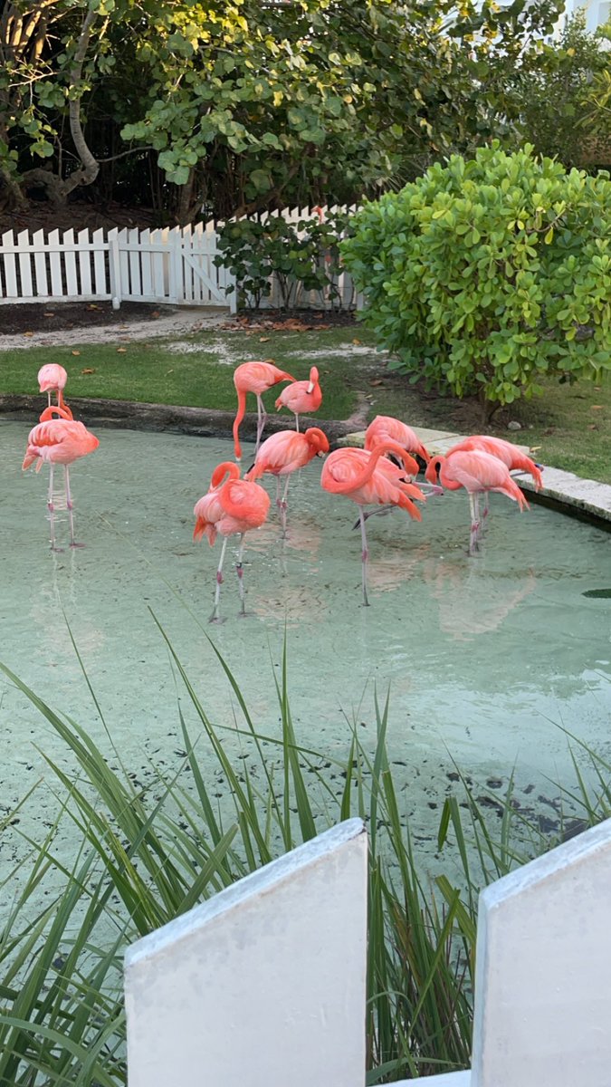 JonnyWincott's tweet photo. Final Day of the Pink Flamingo Championship (G1 of 5)

‘🏴‍☠️Pirates of the Carribean🏴‍☠️’

⚔️: @SHUWBB v @ECUWBB 
🎙️: 👋🏻 &amp; @CoachBethDunk 
📺: @flosports (11:00 AM) https://t.co/1k5ug3vpBK