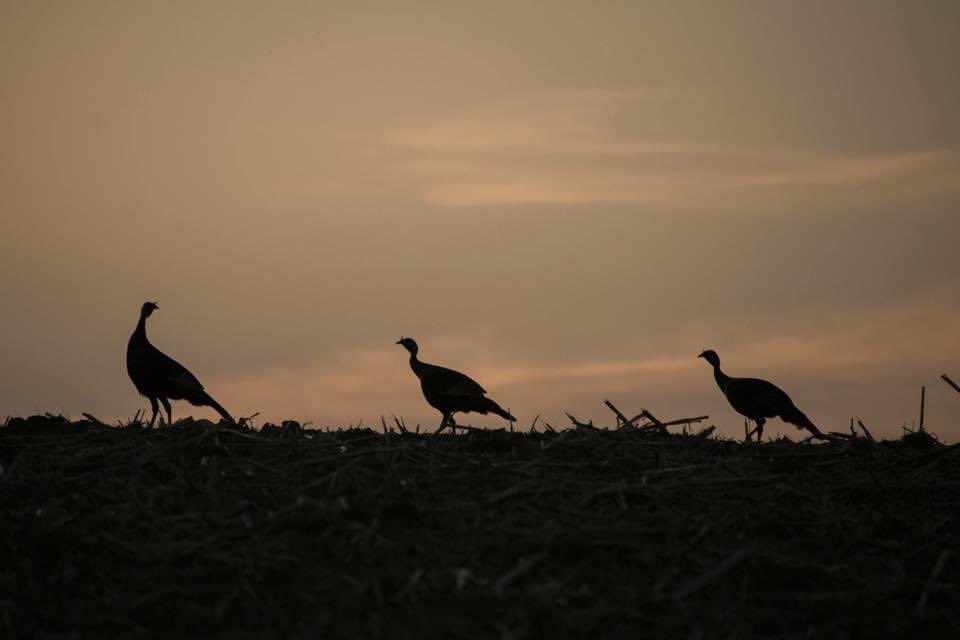58groe's tweet photo. We need to hide, it’s Thanksgiving week. Follow me! @IAStormChasing @StormHour @ThePhotoHour @JSydejkoKCCI @KWWLStormTrack7 @KIMTWeather @IowaWXNetwork @NWSDesMoines @KWWL https://t.co/pn5z4ACTA4