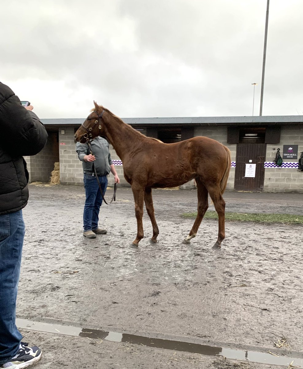 Highfield_CS's tweet image. LOT 857 #GoffsFoalSales #Calyx colt ….from direct family of three Group 1 winning milers #ModernGames #Mawj #Ultra 🐎🐎🐎 #nottobemissed @Goffs1866 @coolmorestud