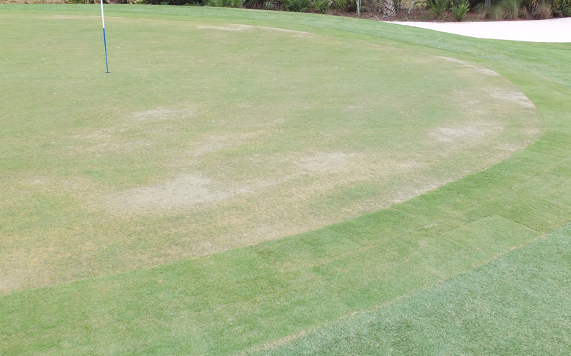 GCImagazine's tweet photo. Wet weather and winter-focused Pythium root rot control tips from the @EnvuGolfUS Green Solutions Team.

https://t.co/KtaeIqY9lr https://t.co/5gMgpgFZ8Q