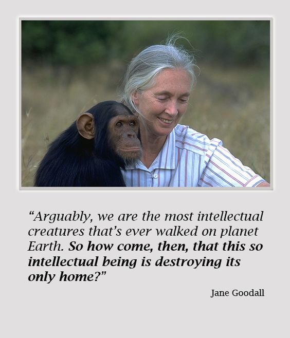 That's a damn good question, Ms. Goodall! I wish I had a damn good answer! Here's what I think: Intellectuality has nothing whatsoever to do with love or compassion. It takes intellect to figure out how to torture and kill. It takes love and compassion to comfort and let live. 🙏