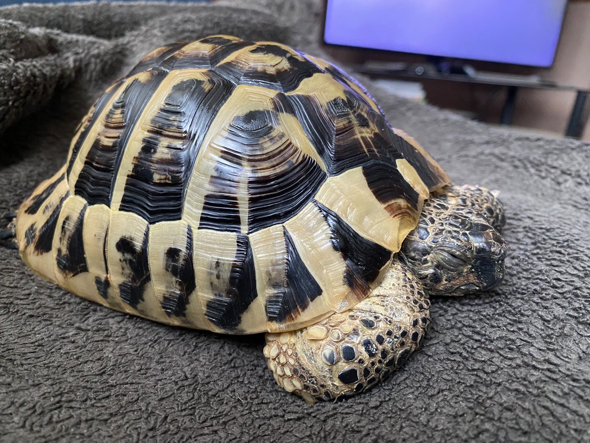 Elcop32's tweet photo. Just splooting with the human #flash #tortoise #splooting 🐢⚡️💚😴🤗 https://t.co/b6Ypfula8t