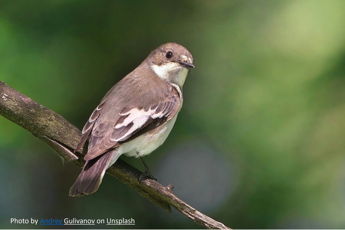 Christine Howard tweet media