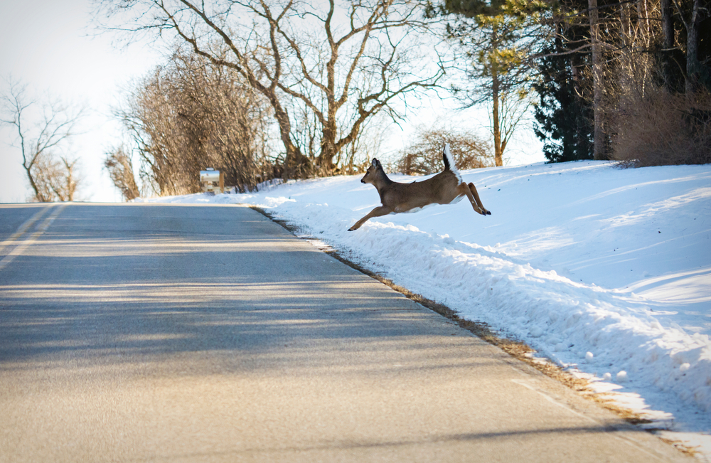 carinsurance's tweet image. Did you know the odds of colliding with an animal are 1 in 127? @StateFarm estimates 1.8 million #animalcollision #insurance claims in the U.S. from July 2022 to June 2023. Check out the states with the highest risk of animal/vehicle collisions. bit.ly/3frXQtm