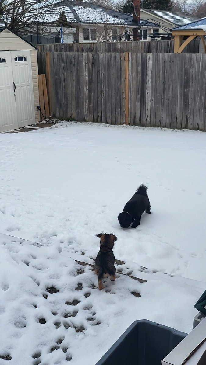 FelixthePugzu's tweet photo. On today's episode of #LeaninInwithLionelnLunaLoo...

Let's talk snow! We are counting down the minutes until we see the flakes! 

How do you feel about snow? Love it? Hate it?
Do you get snow where you live? 
Share your thoughts!! https://t.co/grbNrCPzee
