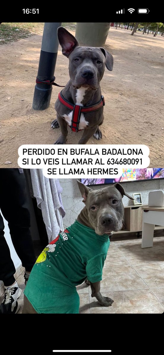 Seguimos sin noticias de HERMES, el perro perdido ayer después de haber sido atropellado por un coche en el barri de #Bufalá
📣📣📣📣📣📣
#Badalona
#Montigalá
#Pomar
#LaMorera
#Canyet
#Bonavista
#Lloreda
#SantCrist
#DaltlaVila
#MasRam
#xarxaBarcelonaPerduts