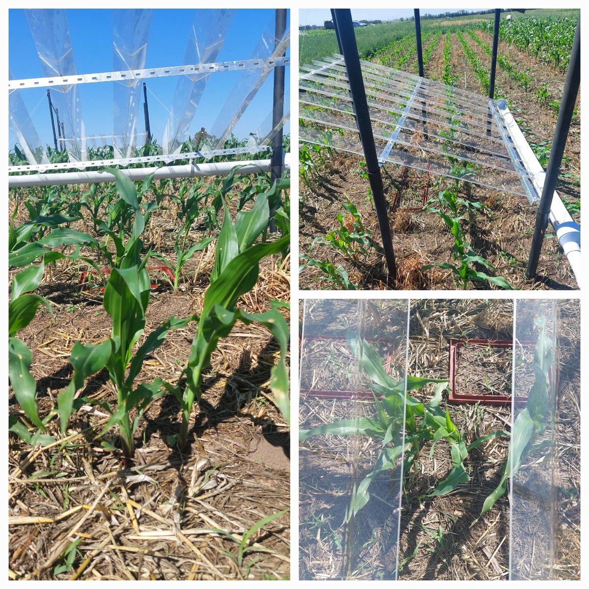sbrestovich's tweet photo. We are measuring N2O emission and changes in soil organic carbon fractions under a context of variable precipitation...💪
#longtermexperiment
#covercrops #rainshelters #Csequestration #climatechange
@IntaPergamino
@EJP_TRUESOIL https://t.co/HaBzBF0vnv