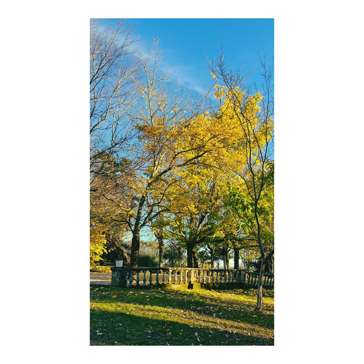 Beautiful fall colors in Lafitte… 💫🍂🍷🍁