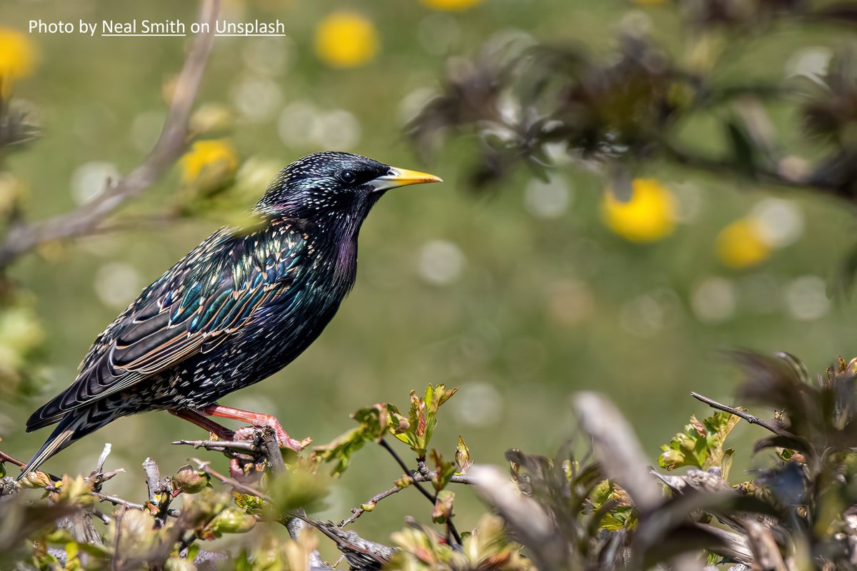 Christine Howard tweet media